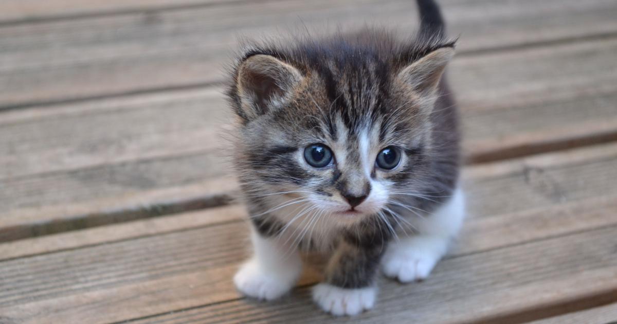 Nouvelles Dispositions Pour Les Proprietaires De Chats Communique De La Prefecture Ardeche Rassemblement Autour Du Doux